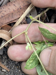 Vigna radiata sublobata
