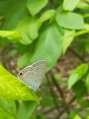 Catochrysops strabo