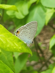 Catochrysops strabo