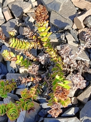 Veronica haastii