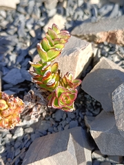 Veronica haastii
