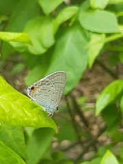 Catochrysops strabo