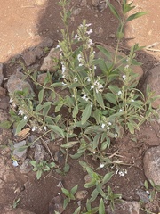 Hypoestes