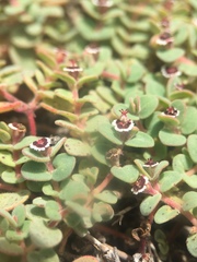 Euphorbia melanadenia