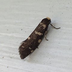 Lepidoscia heliochares