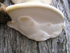 Laetiporus portentosus