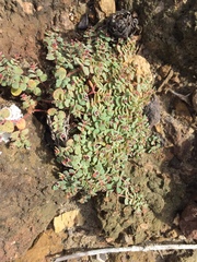 Euphorbia melanadenia