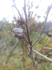 Diospyros morrisiana