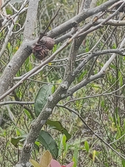 Diospyros morrisiana