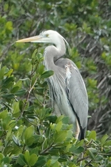 Ardea herodias occidentalis × wardi