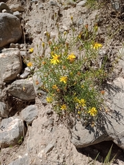 Gutierrezia mandonii
