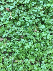 Hydrocotyle tripartita