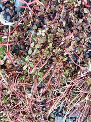Epilobium porphyrium