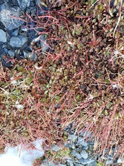 Epilobium porphyrium