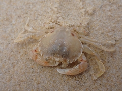 Ovalipes australiensis