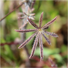 Lupinus sparsiflorus