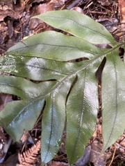 Blechnum colensoi
