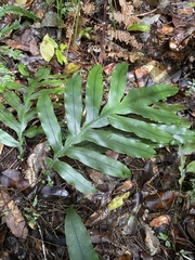 Blechnum colensoi