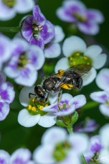 Lasioglossum viride