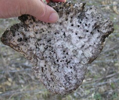 Laetiporus portentosus