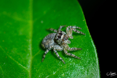 Mexigonus