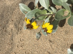 Helianthus niveus