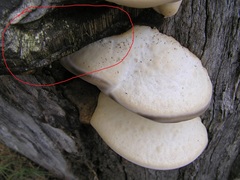 Laetiporus portentosus