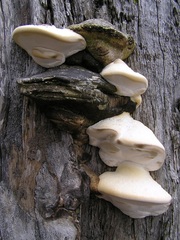 Laetiporus portentosus