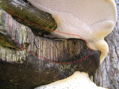 Laetiporus portentosus