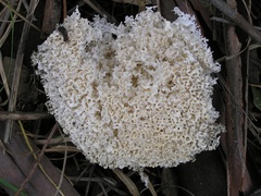 Laetiporus portentosus