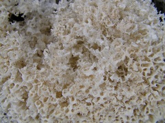 Laetiporus portentosus