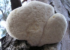 Laetiporus portentosus