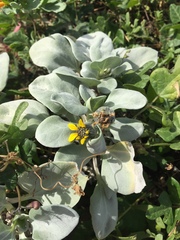 Helianthus niveus