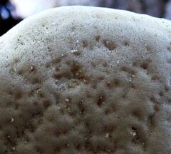 Laetiporus portentosus