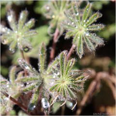 Lupinus sparsiflorus