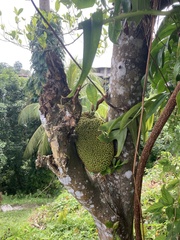 Artocarpus heterophyllus