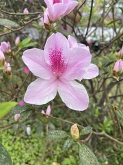 Rhododendron × pulchrum