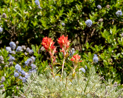 Castilleja affinis