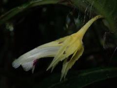 Columnea picta