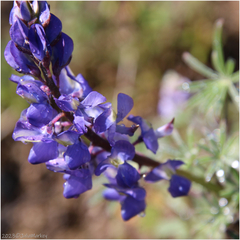 Lupinus sparsiflorus