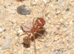 Pogonomyrmex magnacanthus