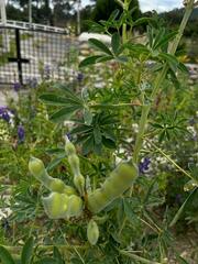 Lupinus mutabilis