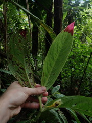 Columnea picta