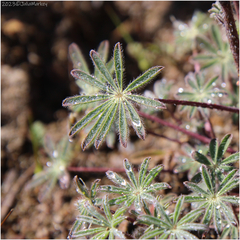 Lupinus sparsiflorus