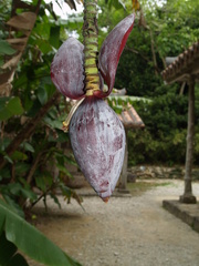 Musa balbisiana