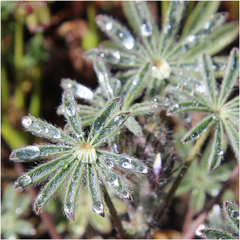 Lupinus sparsiflorus