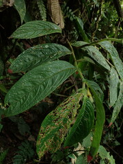 Columnea picta
