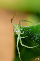 Diaea dorsata