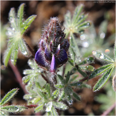 Lupinus sparsiflorus