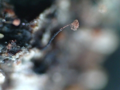 Clastoderma debaryanum